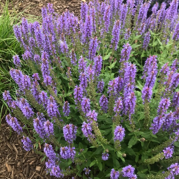 Meet your Posher, Robin - Picture 2 of 2